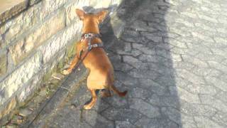 Epilepsie beim Zwergpinscher [upl. by Gregorius]