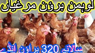 Lohmann Brown Chicken  Lohmann Brown Hens  Lohmann Brown Murghiyan 320 Brown Eggs Yearly [upl. by Cohla670]