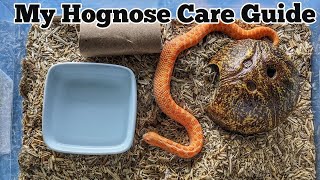 Hognose Snake Care Guide From a Novice [upl. by Ylra]