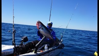 Kayak fishing Panama City Beach Black Fin TUNA [upl. by Fahey]