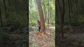 Real deer🦌 catching up 😲 in jangali deer se nature youtubeshorts animals wildlife shots vfx 😱🦌 [upl. by Aicilet]