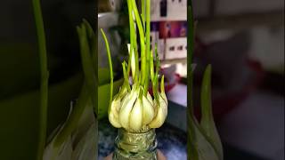 Lahsun ugane ka sabse asan tarika kitchenhacks garlic kitchentips kitchengardening ytshorts [upl. by Nasia33]