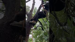 Tree Climbing Tricks 🏕️  Simple but Works Great knottying knotting [upl. by Issej285]