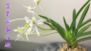 01052023 Neofinetia falcata Shunkyuuden 富贵兰春及殿 [upl. by Nerin]