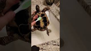 Treating a fungal infection on a tortoise petcare tortoise reptiles [upl. by Ahcilef]