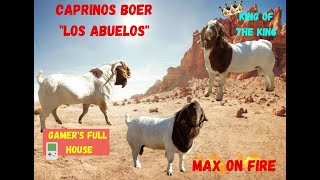 Genética de la raza Boer Caprinos Boer quotLos Abuelosquot [upl. by Samal]