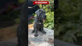 CaneCorso Puppies Quality pet dog pets doglover [upl. by Dimah]