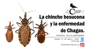 La chinche besucona y la enfermedad de Chagas [upl. by Anival622]