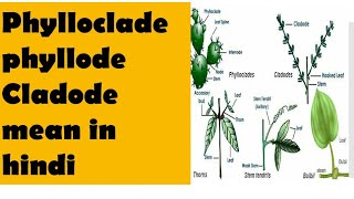 phyllocladephyllode or cladode explained in hindi with diagram and example [upl. by Enitsirhc190]