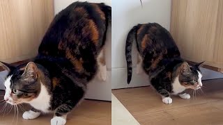 Cats Genius Way To Gain Extra Speed When Attacking Sister 😂 [upl. by Macrae]