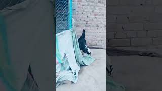 mianwali Lasani aseel murgha breader King Mianwali shortvideos aseelmurga viralvideos birds [upl. by Pennie]