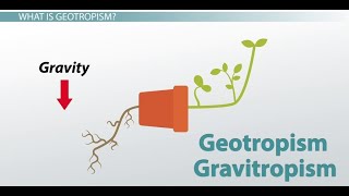 Phototropism  Geotropism amp plant defense mechanism DETAILED grade 12 life sciences ThunderEDUC [upl. by Emoryt]