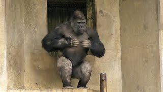 イケメンゴリラ・シャバーニのドラミング（東山動植物園）Western Lowland Goriiia Drumming [upl. by Retsevel]