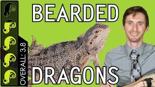 Bearded Dragon The Best Pet Reptile [upl. by Matilde36]