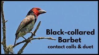 BLACKCOLLARED BARBET calls  contact call and duet [upl. by Shelburne979]