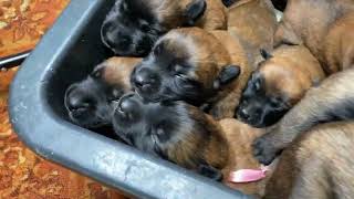 Puppies crying The sound that all dogs love Belgian Malinois [upl. by Einra]