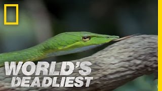 Snakes Secret Weapon  Worlds Deadliest [upl. by Randa]