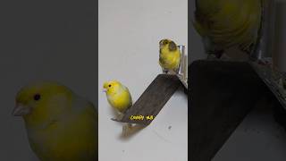 Canary bird singing foryou fyp canary kenari canario shorts youtubeshorts viral explore [upl. by Asirrak]