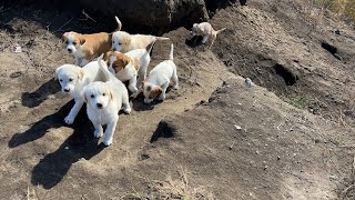 Mağaraya Sığınan Sevimli Yavru Köpekler Bizi Görünce Koşa Koşa Geldi [upl. by Kired466]