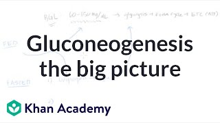 Gluconeogenesis the big picture  Biomolecules  MCAT  Khan Academy [upl. by Sperry]