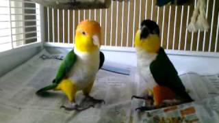 Caique parrots playing [upl. by Rankin744]