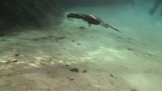 Anhinga and Cormorant swimming underwater [upl. by Rico]