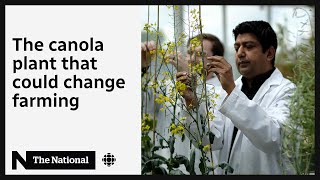 How scientists are trying to save Canada’s canola crops [upl. by Omissam]