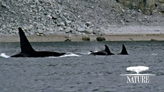 Killer Whales Attack Pod of Narwhal  Nature on PBS [upl. by Almat905]