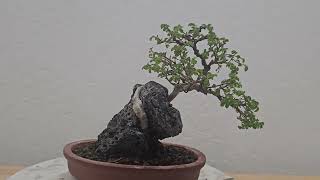 olmo chinochinese elm Roca Volcanica [upl. by Olbap]