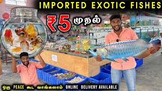 வெறும் 5 ரூபாய்க்கு கலர்கலரா  Imported Exotic Fishes  Delivery Available [upl. by Idnarb484]