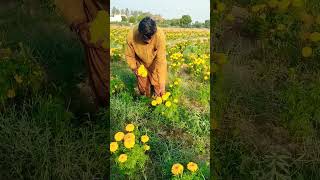 Marigold flower in kathore malir Karachi kathoremalirkarachiviralvideo morning work [upl. by Ratib]