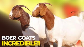 Boer Goats FARM South Africa [upl. by Cimbura]