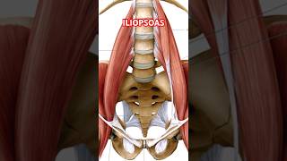 ILIOPSOAS MUSCLE Yogveda Yoga [upl. by Nnaid276]