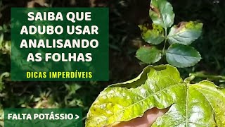 COMO SABER que nutrientes a planta precisa pelas folhas [upl. by Thunell]