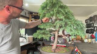 Transform Your Cedar Bonsai with Pruning [upl. by Sioux]