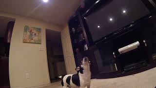 Rat Terrier howling [upl. by Acinoed188]