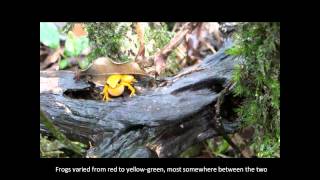 Mantella milotympanum in the field near Fierenana Madagascar [upl. by Mialliw]