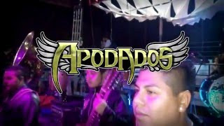 LOS APODADOS TOCANDO SONES EN EL JARIPEO [upl. by Anihpesoj204]