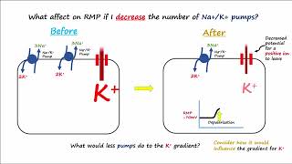 Electrophysiology Part 2  Affecting the Resting Membrane Potential [upl. by Oiruam]