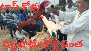 sale నల్లపాడు కోళ్లు సంత గుంటూరు జిల్లా టాప్ కోళ్లు సేల్video viral 9542131141 [upl. by Meri291]