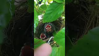 A little Life glooming in a little tree nature birds nightangel bulbul [upl. by Brendin]