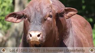 Grassfields Beef Presents Lot 4 GRB 200187 out of VOVA 1717 proves stud sire [upl. by Atilrac]