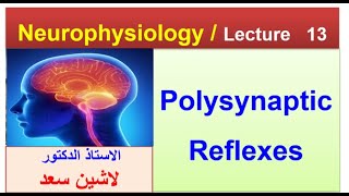 Polysynaptic reflexes  Flexion withdrawal reflexLashin دلاشين [upl. by Leirvag]