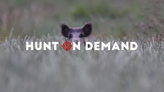 SAUENJÄGER – Sommerjagd auf Sauen im Weizen – Hunt on Demand Trailer [upl. by Sophronia603]