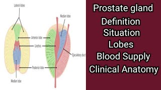 Prostate gland [upl. by Giardap396]