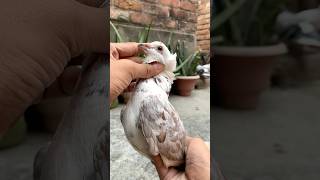 Pet house mai dher sare pets ki entry hone wali hai kabootar pet animals vlog minivlog birds [upl. by Lalo]