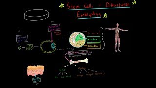 MCAT Stem Cells Totipotent Pluripotent multipotent and Embryology blastulation gastrulation [upl. by Reggy432]