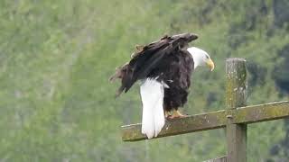 040724 Bald Eagle Tukwila Wa 7953160 [upl. by Aholah]