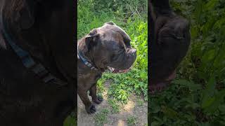 What does Cane Corso mean canecorso dog dogs [upl. by Roanna20]