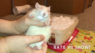 My Rats Experience Snow for the 1st Time  And Egg LOVES It [upl. by Elleira]